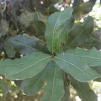 <i>Macadamia ternifolia</i>  F.Muell.